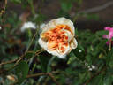William Allen Richardson rose photo