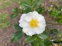 Heidesommer rose photo