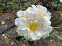 Heidesommer rose photo