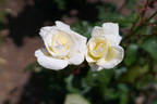 Honor rose photo