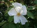 Nyveldt's White rose photo