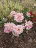Queensland Beauty rose photo