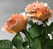 Cafe Latte rose photo
