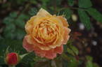 Manyo rose photo