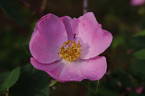 Hibernica rose photo