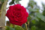 Reine Marie Henriette rose photo