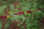 <i>Rosa omeiensis</i> 'Red Wing' rose photo