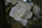 Purity rose photo