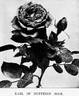 Earl of Dufferin rose photo