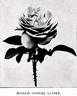 Madame Gabriel Luizet rose photo