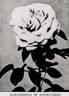 Marchioness of Londonderry rose photo