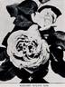 Margaret Dickson rose photo