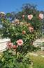 Mrs. Dunlop-Best rose photo