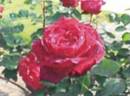 1G0SW1 rose photo