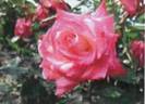 3G1SE2 rose photo