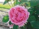 GJRR2017 rose photo