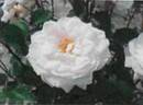 MFVi2017 rose photo