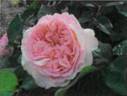 MK-MF32 rose photo