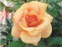 Luberon ™ rose photo