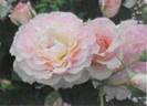 RLAF06 rose photo
