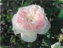 F d 13 rose photo