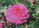 RCI-07 rose photo