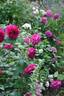 Wenlock ® rose photo