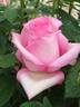 Esmé Euvrard rose photo