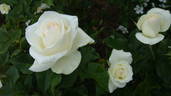 Iceberg 21 rose photo