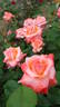 Julie Cussons rose photo