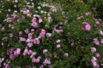 Pink Bells ® rose photo