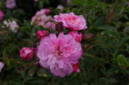 Pink Bells ® rose photo