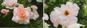 Ninfa rose photo