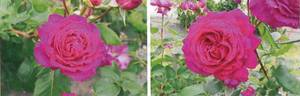 10.10356.5 rose photo