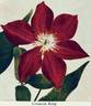 Crimson King clematis photo