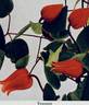 Texensis clematis photo
