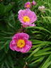 Largo peony photo