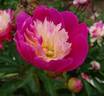 Gay Paree peony photo