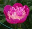 Gay Paree peony photo