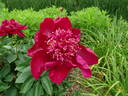Charm peony photo