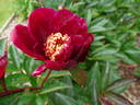 Midnight Sun peony photo