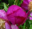 Largo peony photo
