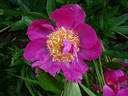 Largo peony photo