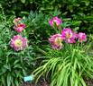 Largo peony photo