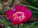 Barrington Belle peony photo