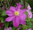 Alaina ™ clematis photo