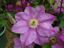 Alaina ™ clematis photo