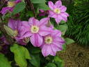 Alaina ™ clematis photo