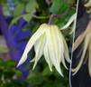 Amber clematis photo