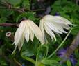 Amber clematis photo